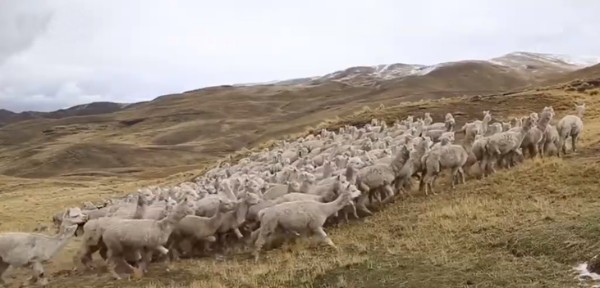 Alpaka-Herde in den peruanischen Anden Alpaka-Herde in den peruanischen Anden