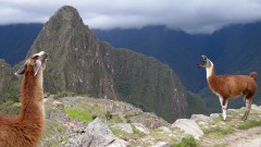 Lamas in Machu Picchu